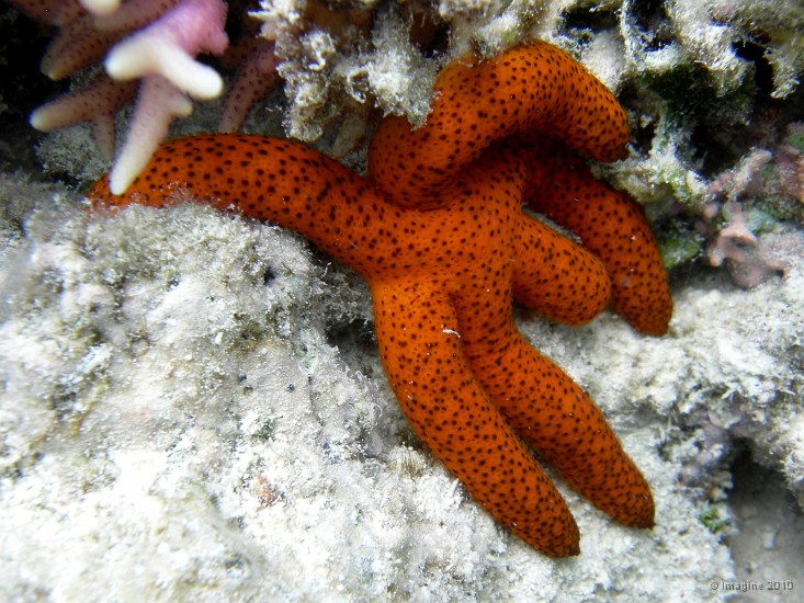 45- Etoile de mer ou asterie - Recif Tote.JPG